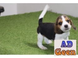 used Beagle Dog Sale in Delhi Puppies for sale 